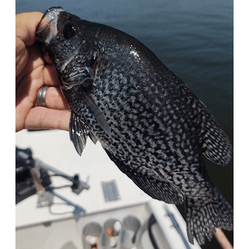 Tim Pentecost | Neely Henry Crappie Fishing Guide